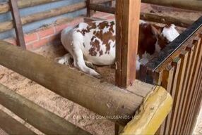 visito una granja, y consigo una morena sexi para follar