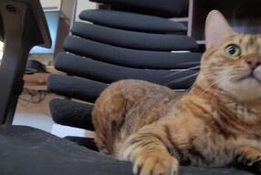 Furry bites you in intense play